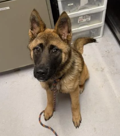 An adult medium-sized male German Shepherd Dog dog named Sharkboy for adoption in West Chester, PA