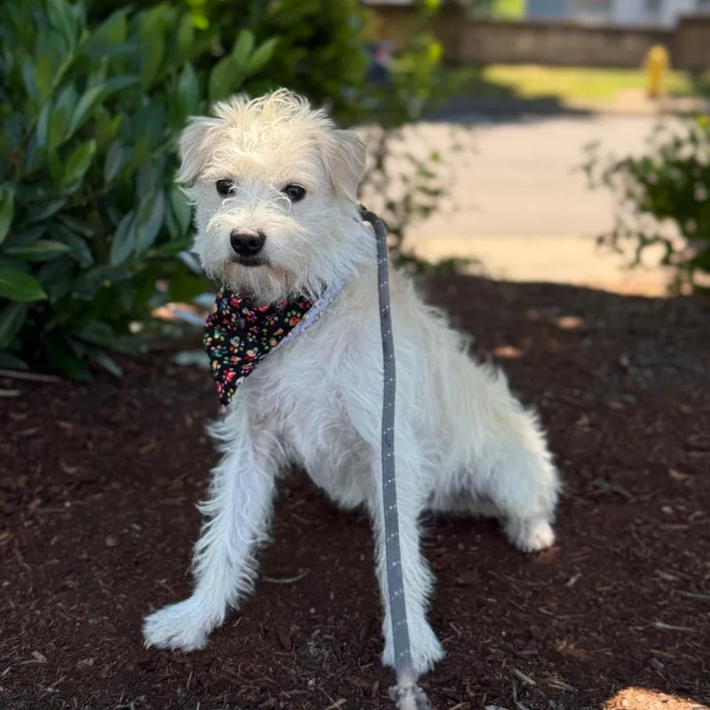 An adult small-sized male White / Cream Wire Fox Terrier dog named Hank for adoption in Newberg, OR
