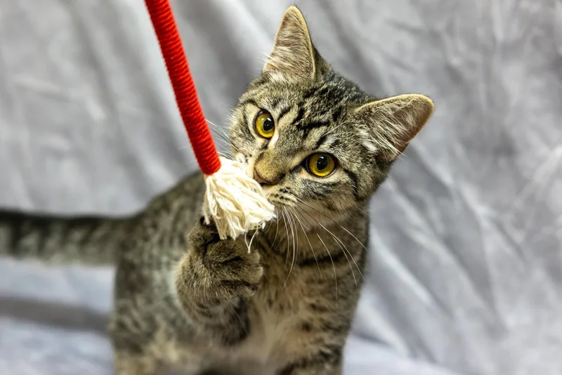 A baby medium-sized male Domestic Short Hair cat named Jarvy for adoption in Cary, NC