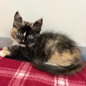 A baby small-sized female Torbie Domestic Long Hair cat named Astrilde for adoption in Commerce City, CO