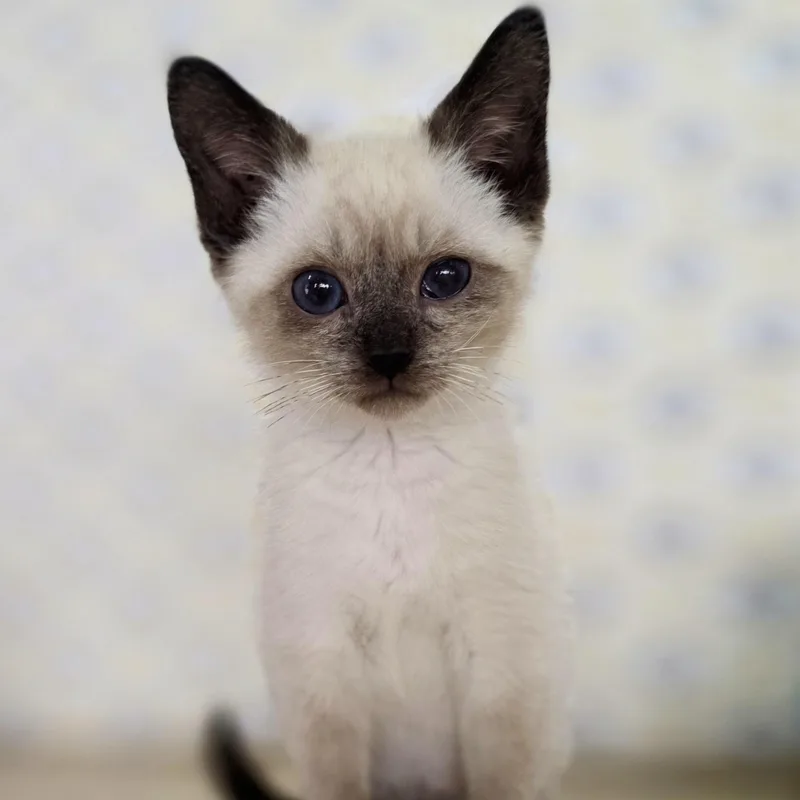A baby small-sized male Seal Point Domestic Short Hair cat named Woody for adoption in Macomb Twp, MI