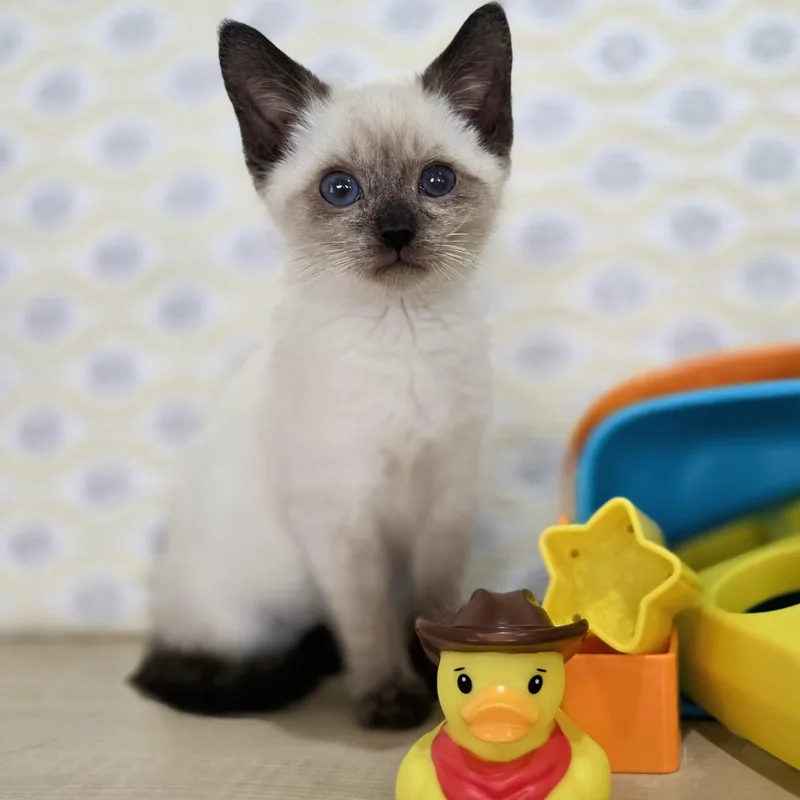 Woody thumbnail 3