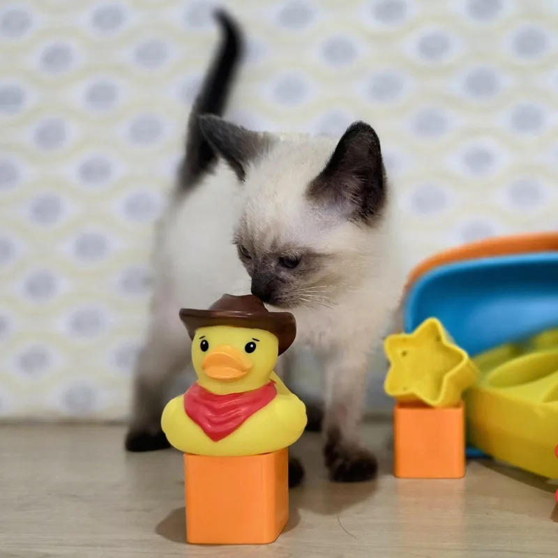 Woody thumbnail 4