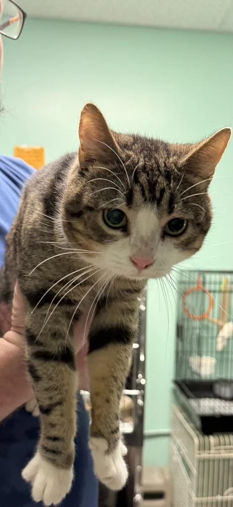 A young medium-sized male Domestic Short Hair cat named 'Chino for adoption in Athens, OH