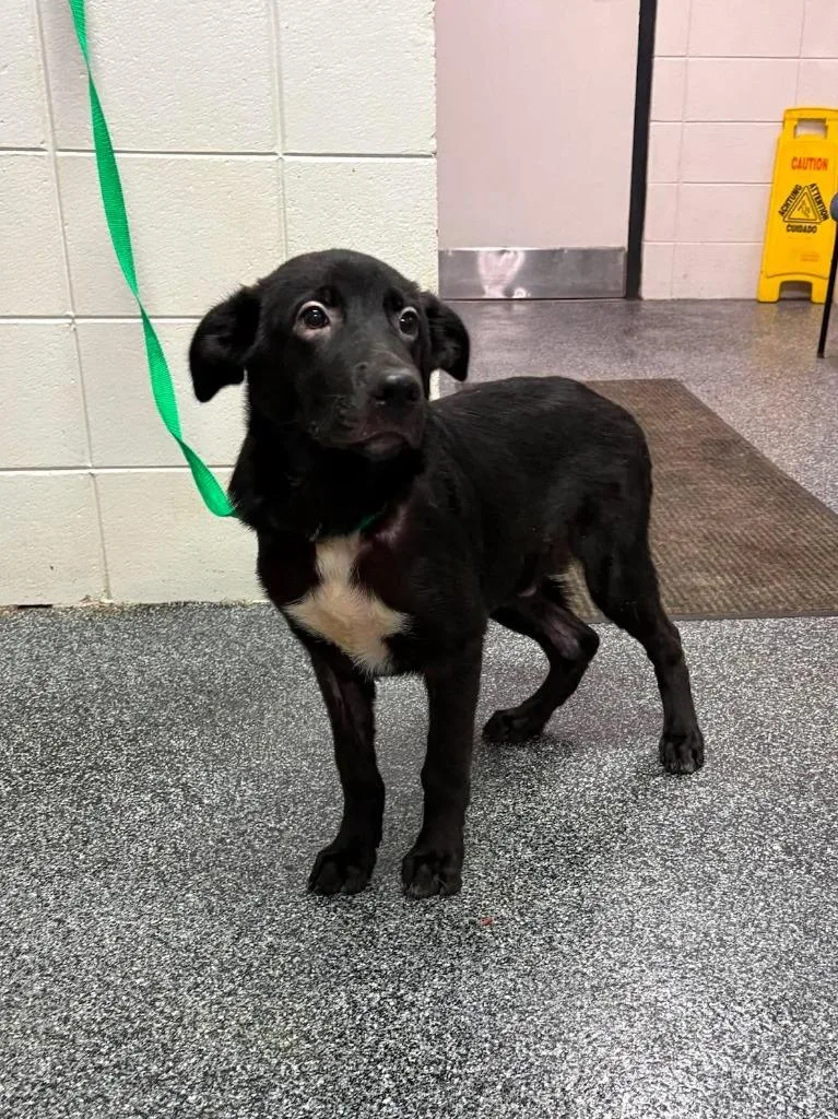 A baby large-sized male Mixed Breed dog named Frontier for adoption in Tifton, GA