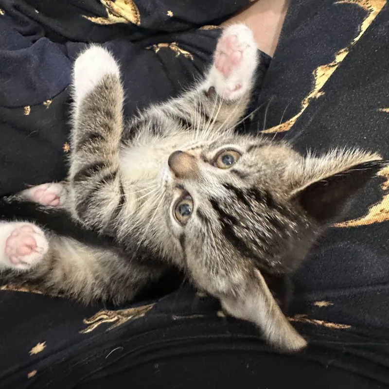 A baby small-sized female Tabby (Brown / Chocolate) Domestic Short Hair cat named Easton for adoption in Grand Rapids, MI