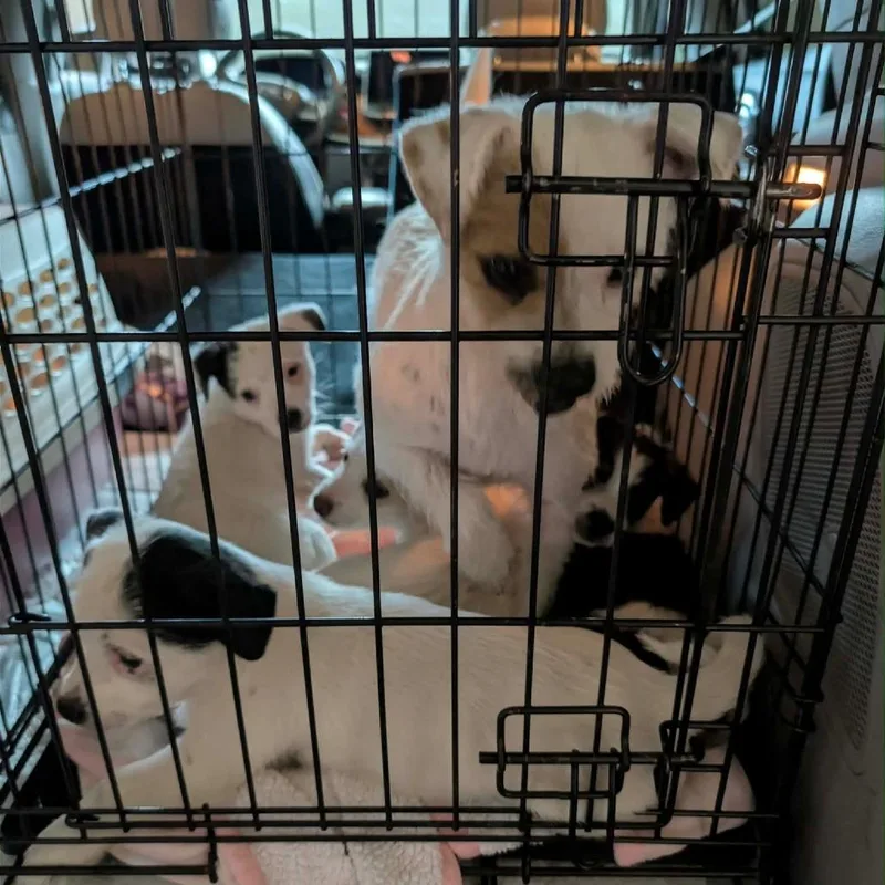 A baby small-sized female Terrier dog named Jack O Lantern for adoption in Tacoma, WA