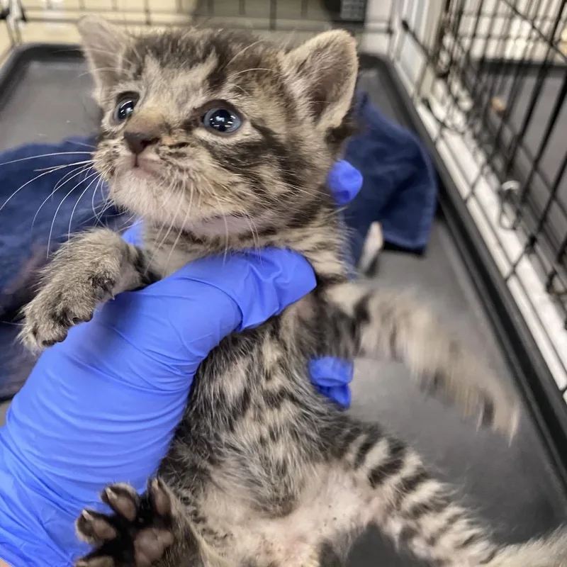 A baby small-sized female Brown / Chocolate Domestic Short Hair cat named Jade for adoption in Westminster, CA