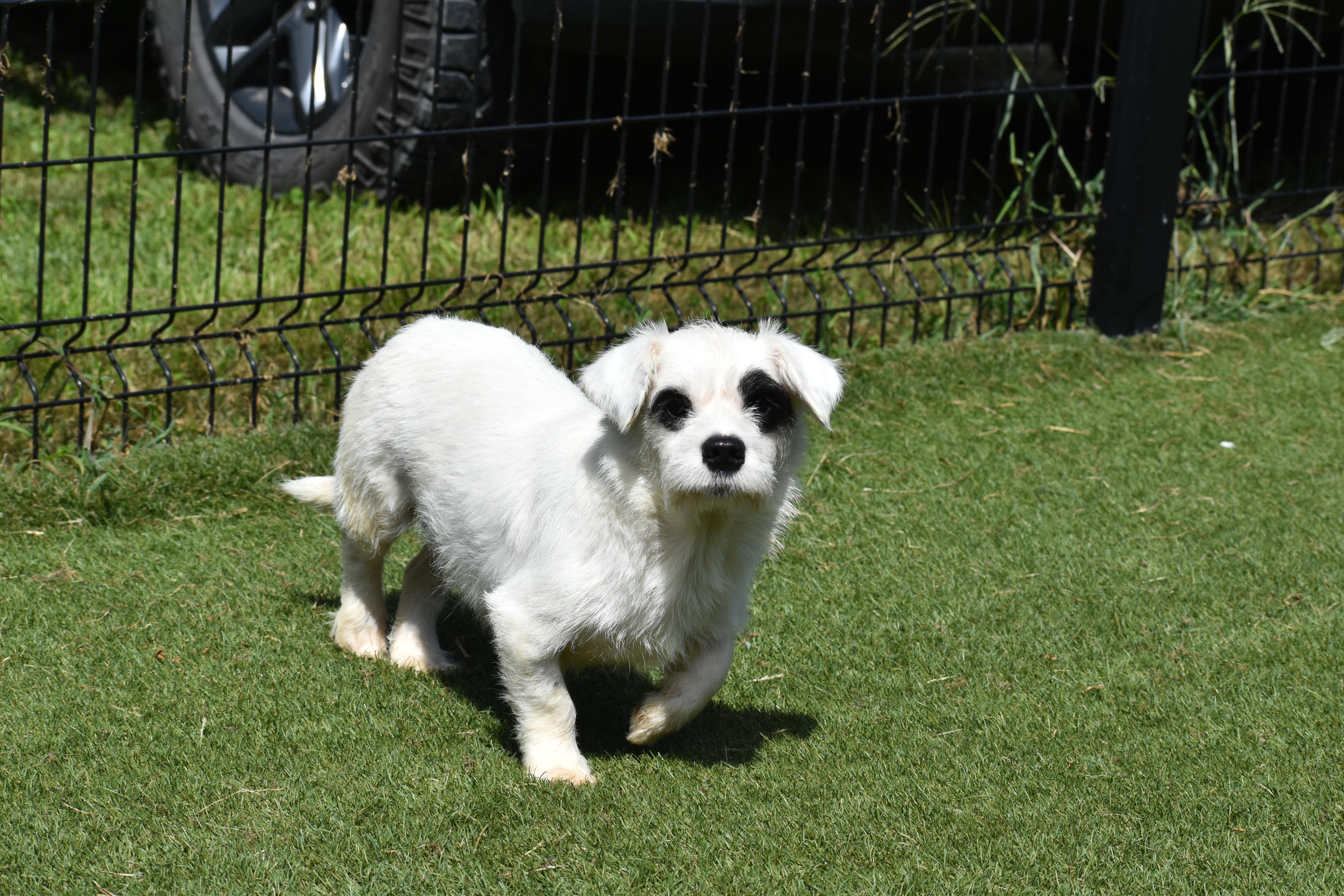 An adult small-sized female Terrier dog named Nicole for adoption in Auburn, NE