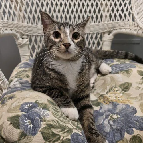 A baby medium-sized female Tabby (Brown / Chocolate) Domestic Short Hair cat named Gouda for adoption in Elizabeth, IL