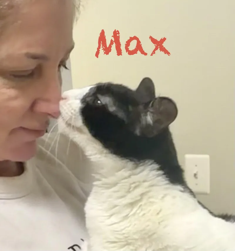 A young medium-sized male Black & White / Tuxedo Domestic Short Hair cat named Max for adoption in Reston, VA