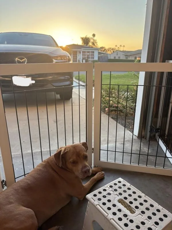 A senior large-sized male Pit Bull Terrier dog named Cornelius for adoption in San Diego, CA