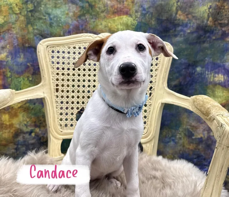 A baby medium-sized female Labrador Retriever dog named Candace for adoption in Washington , PA