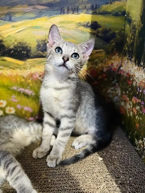 A baby small-sized male Tabby (Gray / Blue / Silver) American Shorthair cat named Oscar for adoption in Fort Pierce, FL