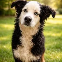 An adult medium-sized male Black Australian Shepherd dog named Finn for adoption in Smithfield, NC