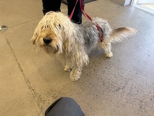 A young large-sized male Wheaten Terrier dog named Flint for adoption in Mesa, AZ