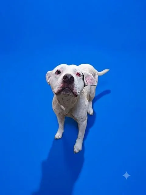 A young medium-sized female Mixed Breed dog named Madam Hilda for adoption in Jacksonville, FL