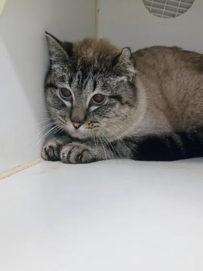 An adult small-sized male Siamese cat named Johnny for adoption in Beatrice, NE