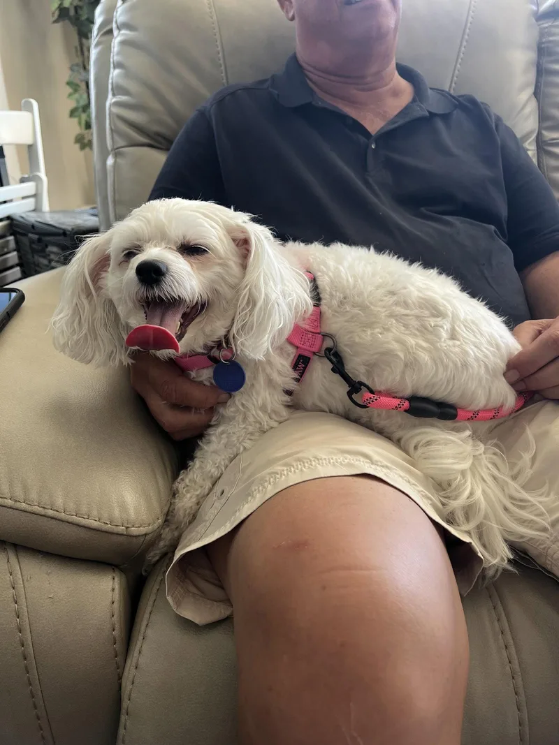 An adult medium-sized female Chinese Crested Dog dog named Skyler for adoption in Utica, MI