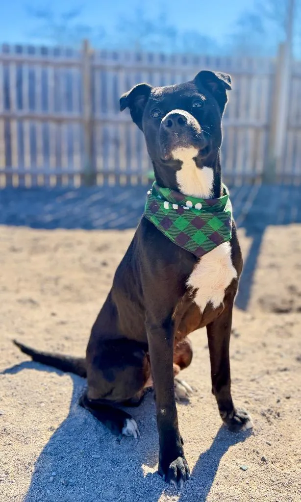 An adult medium-sized male Black Labrador Retriever dog named Toby for adoption in Muskegon, MI