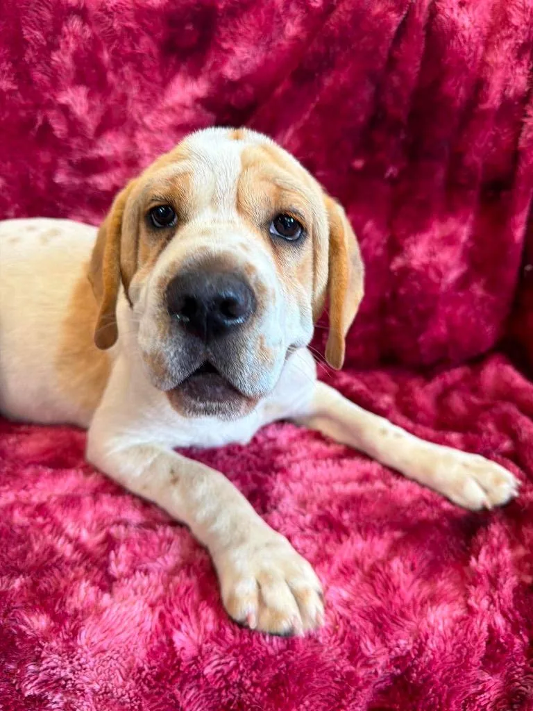 A baby medium-sized female Mixed Breed dog named Cloud for adoption in Lagrange, IN
