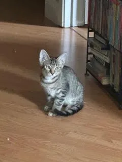 A young small-sized male Domestic Short Hair cat named SkippyJon Jones for adoption in Lowell, MA