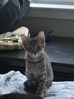 SkippyJon Jones thumbnail 3