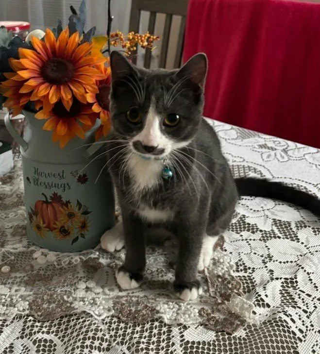 A baby small-sized male Black & White / Tuxedo Domestic Short Hair cat named Rev for adoption in Bayonne, NJ