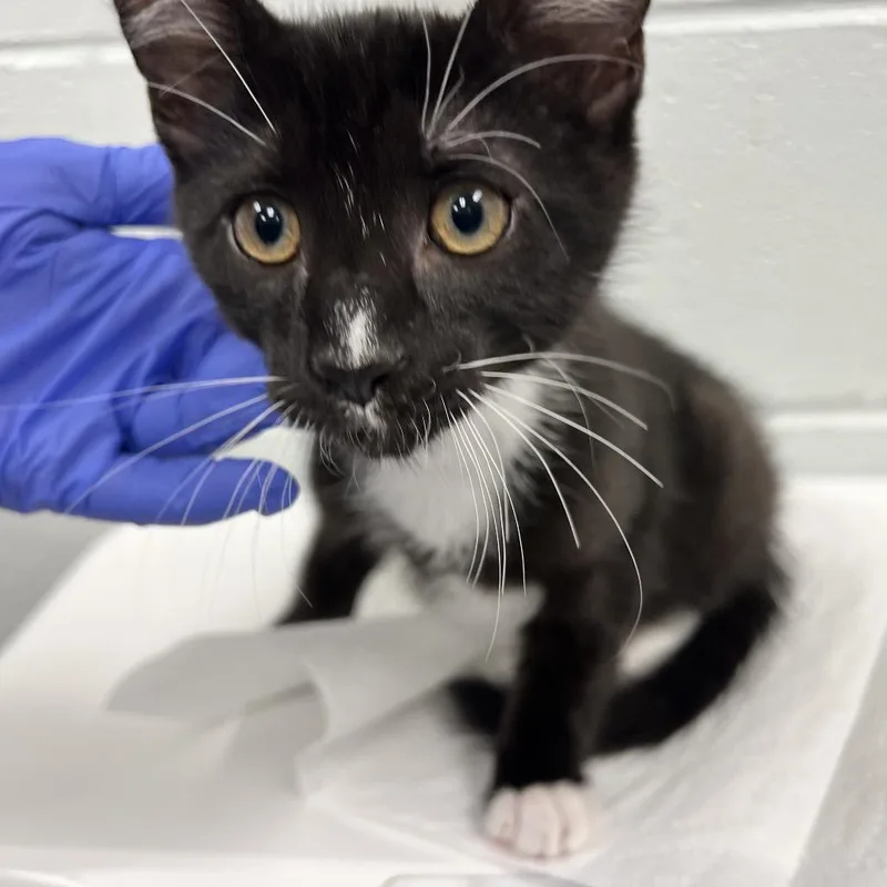 A baby small-sized male Black Domestic Short Hair cat named Nickel for adoption in Chattanooga, TN