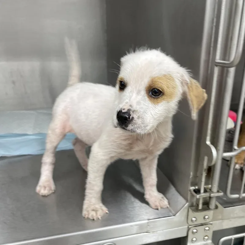 A baby medium-sized male White / Cream Hound dog named Xerxes for adoption in Livingston, TX