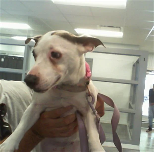 An adult small-sized female Parson Russell Terrier dog named Rylie for adoption in Charlotte, NC