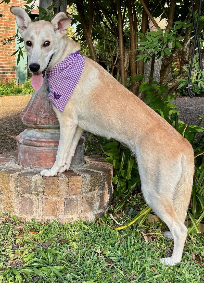 A young medium-sized female Tricolor (Brown, Black, & White) Shepherd dog named Iris  Lovebug  for adoption in Cypress, TX