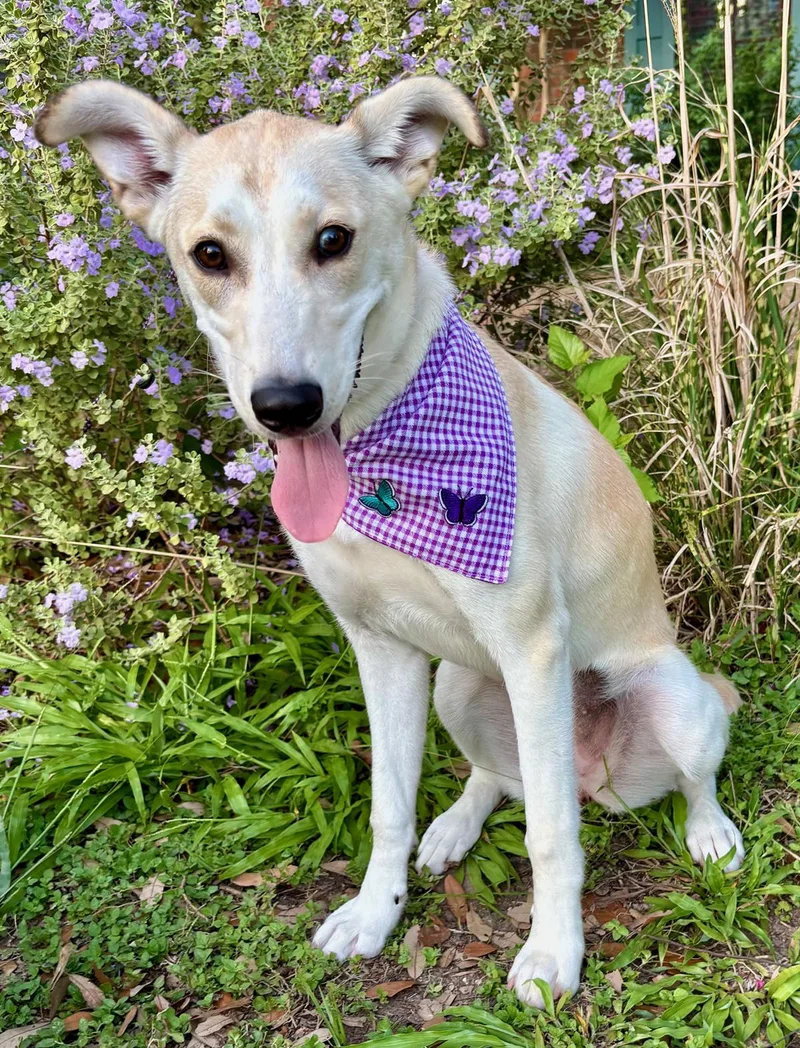 Iris  Lovebug  thumbnail 3