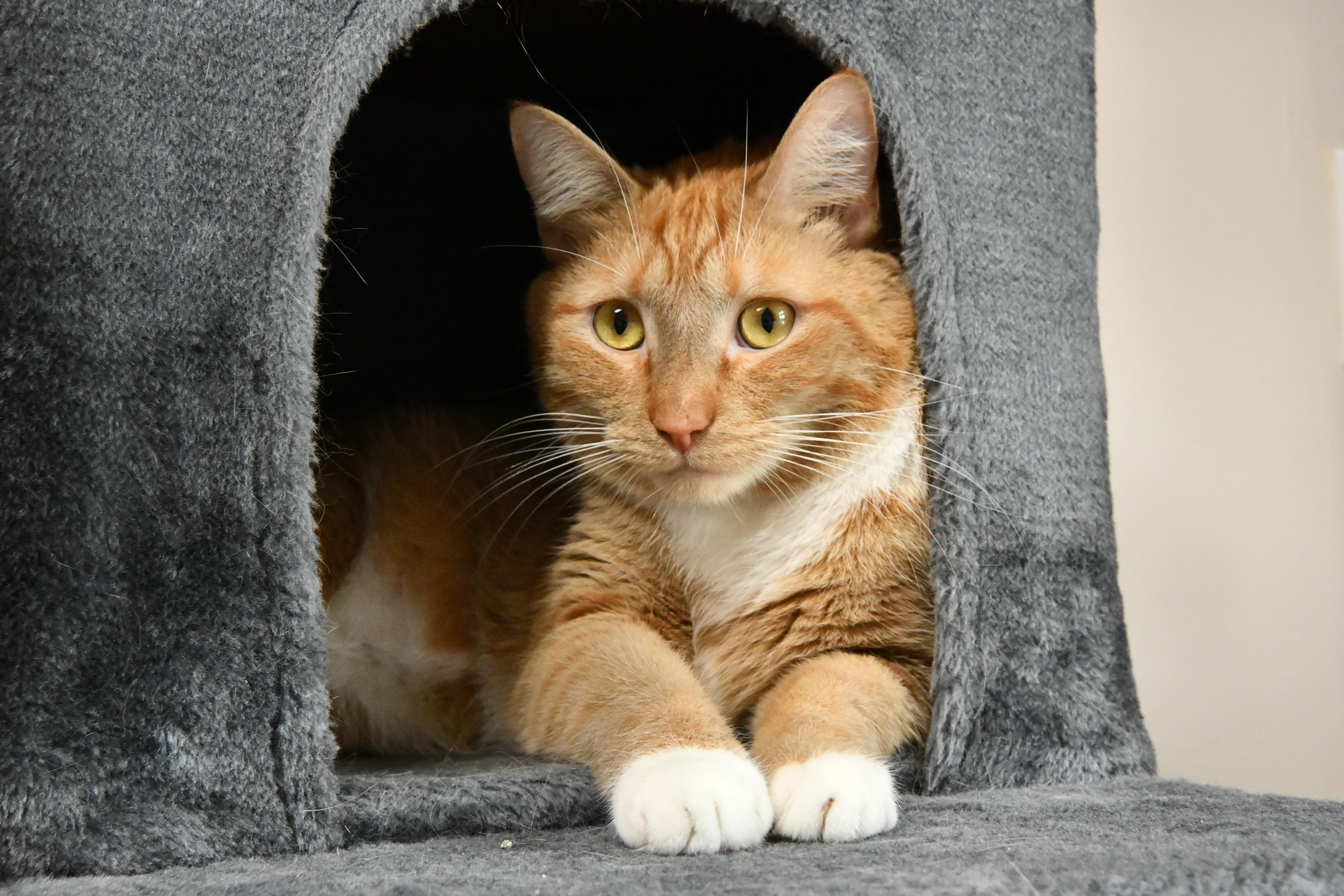 An adult large-sized male Tabby (Orange / Red) Domestic Short Hair cat named Garth for adoption in Fairhope, AL