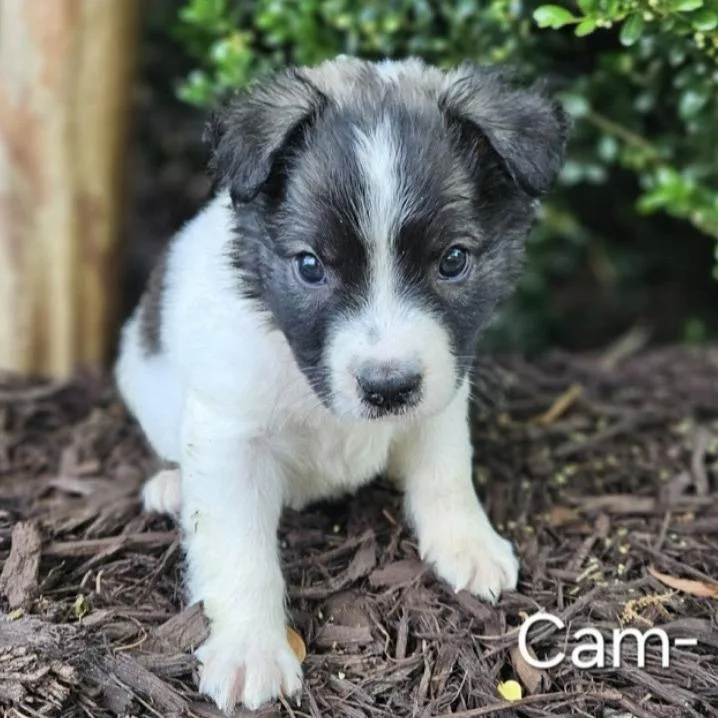 A baby medium-sized male White / Cream Collie dog named Cam for adoption in Griswold, CT