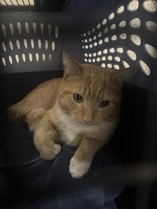 An adult medium-sized male Domestic Short Hair cat named Macaroni for adoption in West Chester, PA