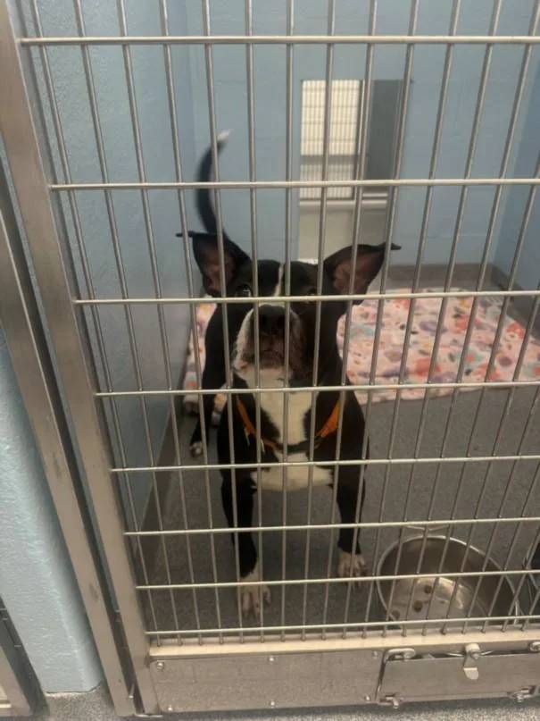 A young medium-sized male Pit Bull Terrier dog named Vincenzo for adoption in Toledo, OH