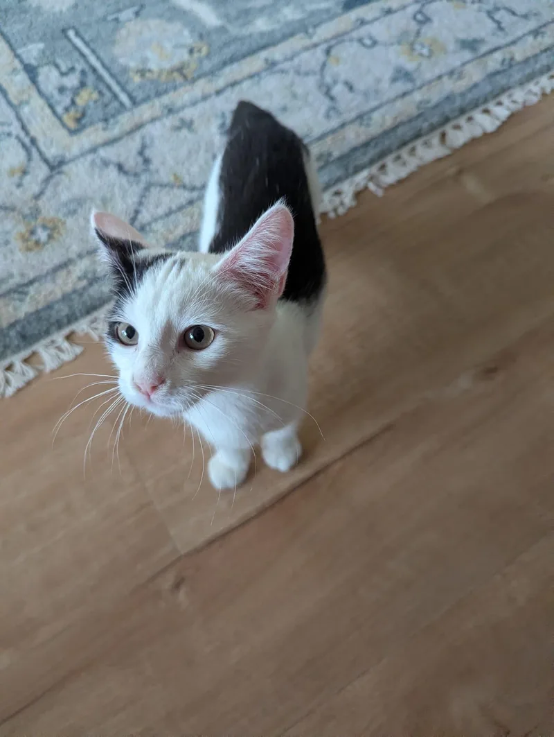 A young medium-sized male Black & White / Tuxedo Domestic Short Hair cat named Cookies for adoption in Hillsboro, OR