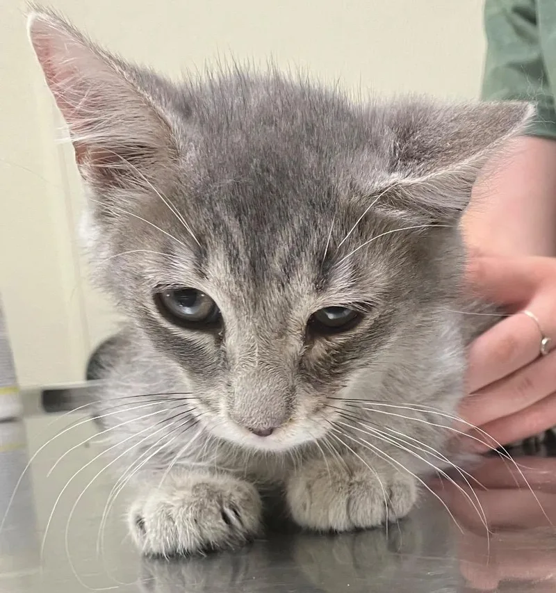 A baby medium-sized male Domestic Short Hair cat named Sculpin for adoption in Christiansburg, VA