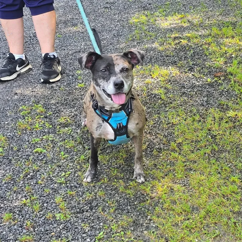 A young medium-sized female Merle (Blue) Catahoula Leopard Dog dog named Flora for adoption in Saint Marys, PA