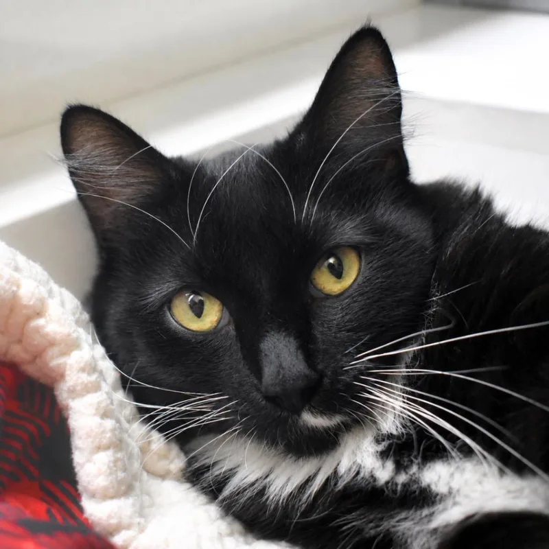 A young medium-sized female Domestic Short Hair cat named Boots for adoption in Saint Petersburg, FL