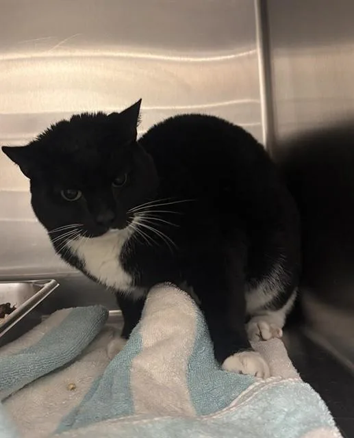 An adult small-sized female Domestic Short Hair cat named Aubrey for adoption in Upper Marlboro, MD