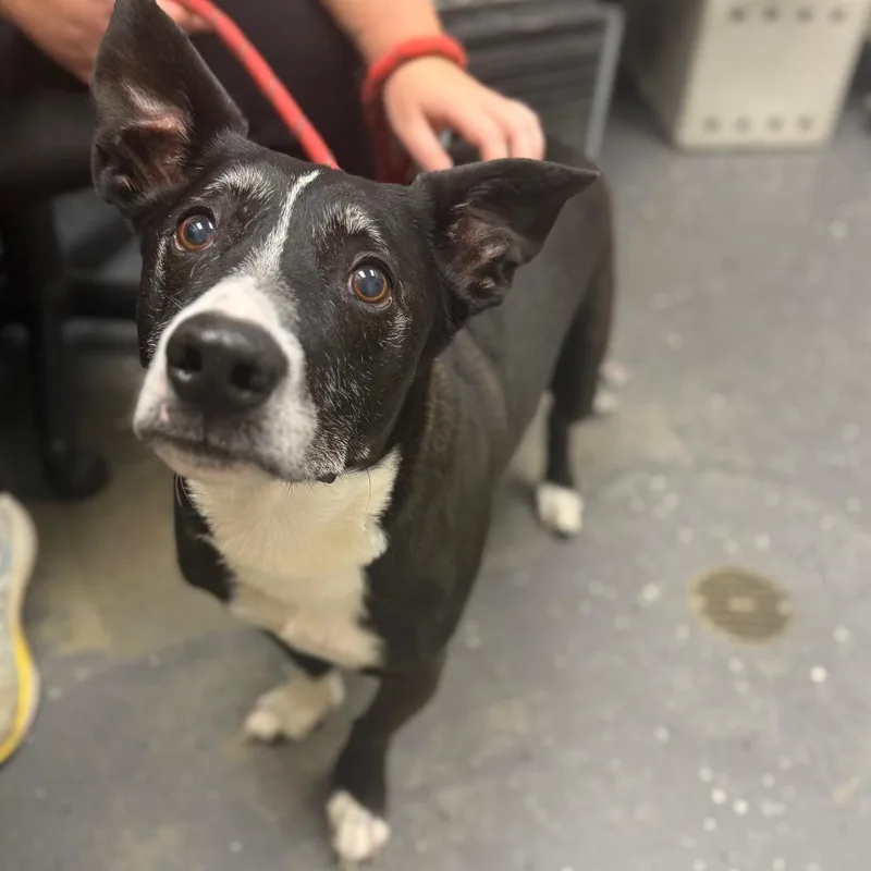 A senior medium-sized male Black Mixed Breed dog named Kodak for adoption in Columbiana, AL