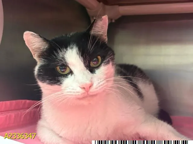 An adult medium-sized male Domestic Short Hair cat named Boe for adoption in West Palm Beach, FL