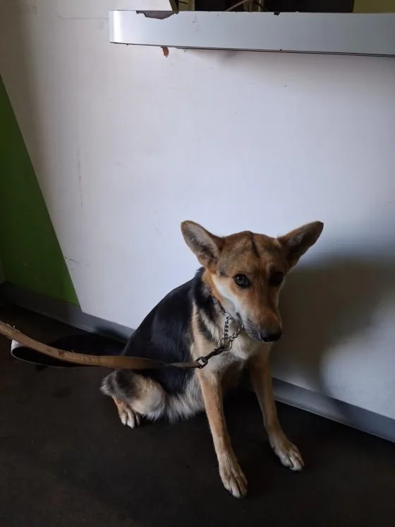 An adult large-sized female German Shepherd Dog dog named Fifty for adoption in Los Angeles, CA