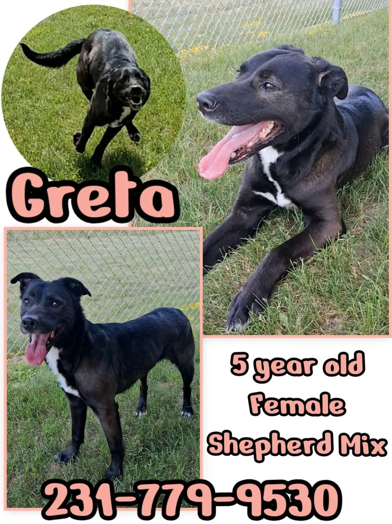 An adult medium-sized female Shepherd dog named Greta for adoption in Cadillac, MI