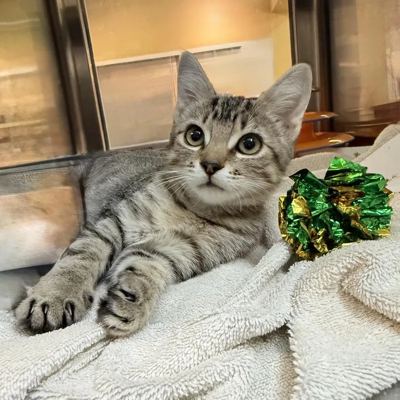 A baby small-sized female Gray / Blue / Silver Domestic Short Hair cat named Tac for adoption in Palm Springs, CA