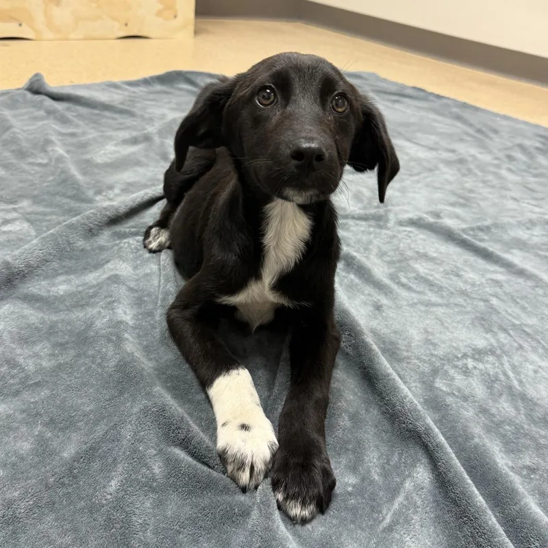 A baby medium-sized female Labrador Retriever dog named Tiny for adoption in Brenham, TX