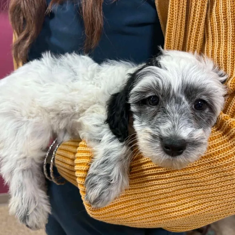 Ducky Puppy: Suki thumbnail 2