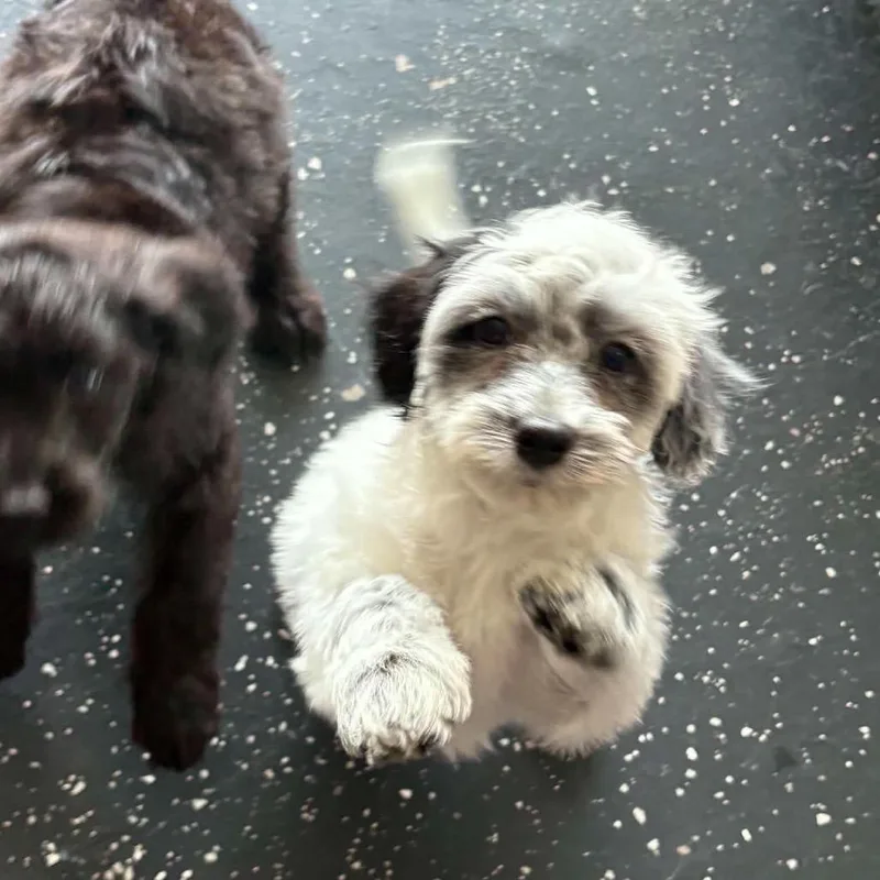 Ducky Puppy: Suki thumbnail 3